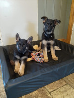 /album/stuteri-exzentric/luna-eloize-20260118-jpg/